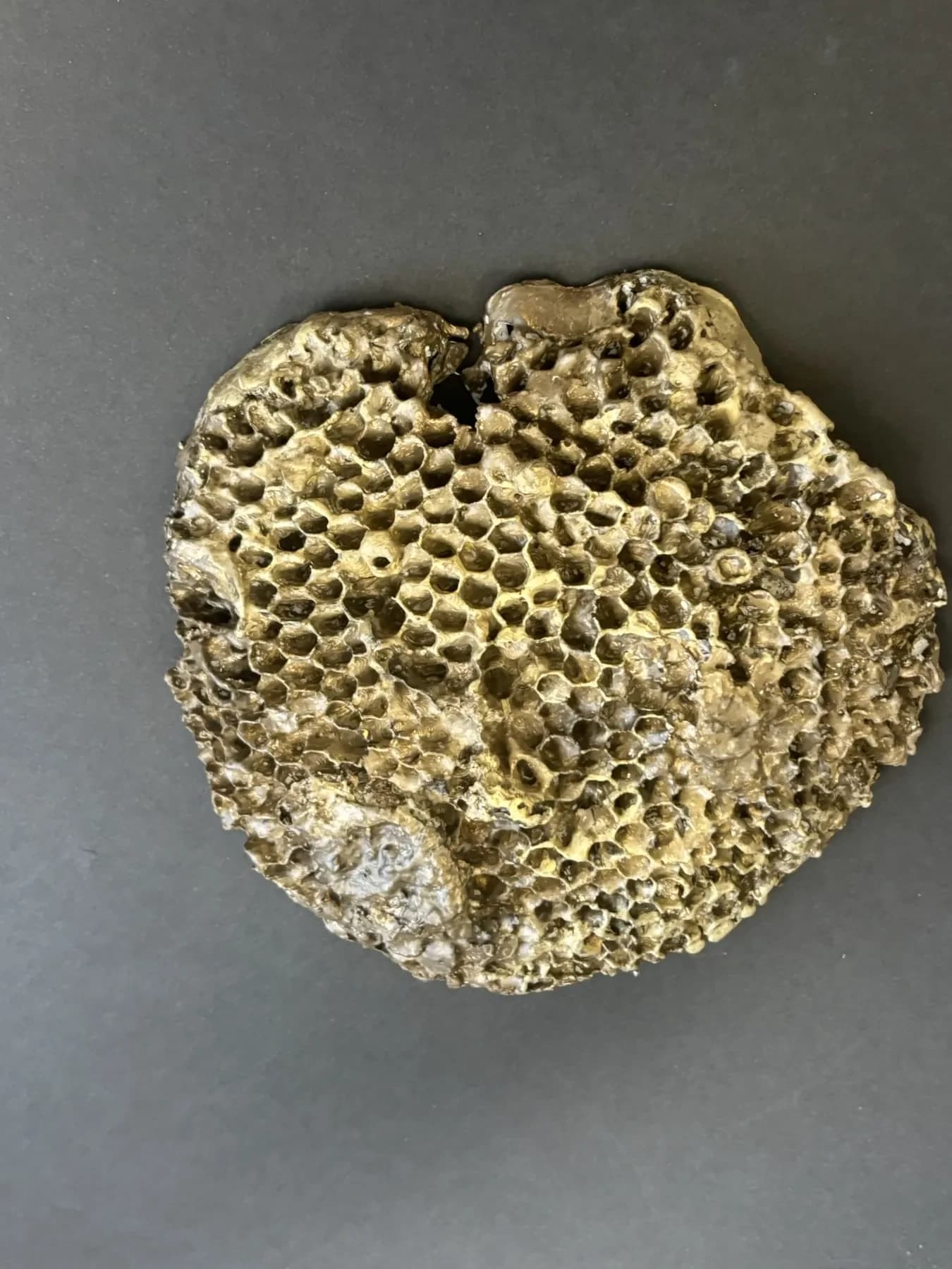 Nest
